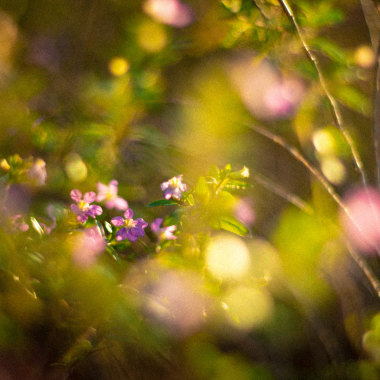 Wonderland