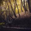 The Forest