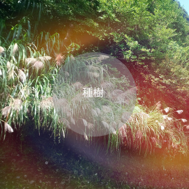 《種樹》（Demo）