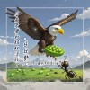 后来，老鹰和蚂蚁活成了白日梦