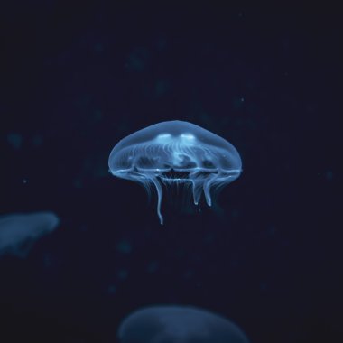 Jellyfish