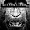 抓猴 Freestyle