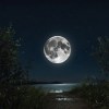 Moonlit Reverie
