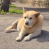 校有狗狗社