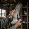 老爸的鴿子