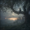 I Climb a Tree to See the Lights - English Version