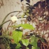 謝謝你開花了（demo）