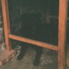 羅傑·艾瑞克·丹尼爾斯三世（demo）