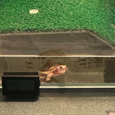 單眼皮男孩 feat. Et打呼