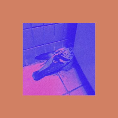 鴿淺 demo