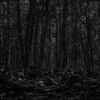 Aokigahara