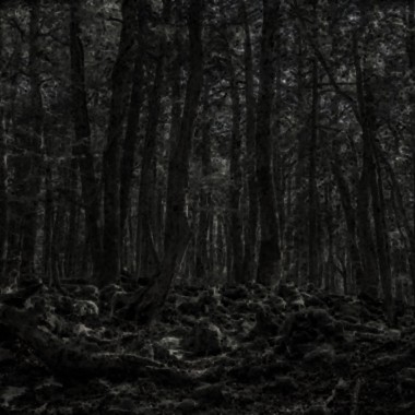 Aokigahara