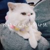 我的心已收不到訊號 Demo