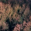 Fall Into Your Dream (Demo)