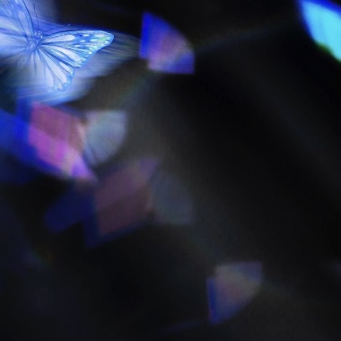 Butterfly🦋