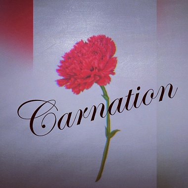 Arrow -【Carnation】Feat. Vit Boi