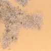 與生俱來  demo