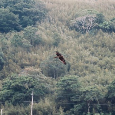 棲居原野的聲息 Voices of the Wild That Share This Land