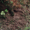 輕柔翻土 Turning the Soil with Gentle Hands