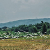 風與田共舞 When the Wind Dances with the Fields