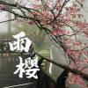 雨櫻 Ama Zakura