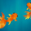 Golden Fish