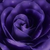 Eternal Flower