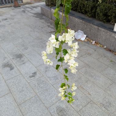 愛、年代、唱片freestyle.demo