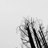 ［逝］Gone（消逝）