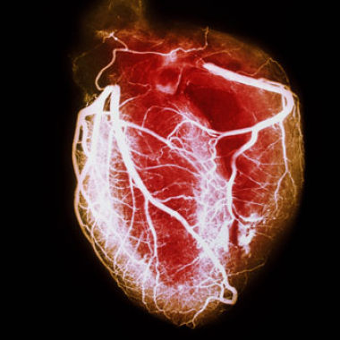 Heart