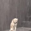 大雨