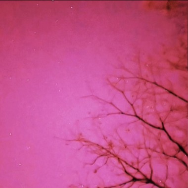 Visit Venus