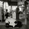 Get Rotten DEMO