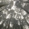 致太婆
