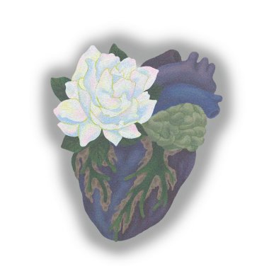 梔子花