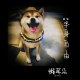 單身自由 Demo