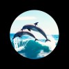 海豚(demo)