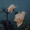 Fallen Leaves (凋零) (prod.CapsCtrl)