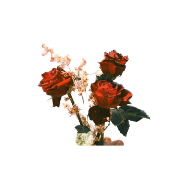 玫瑰水 demo