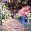 梵文唱頌 - The view
