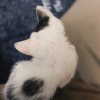 帶我ㄉ貓咪看一場脫口秀
