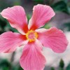 03 'aputr 花
