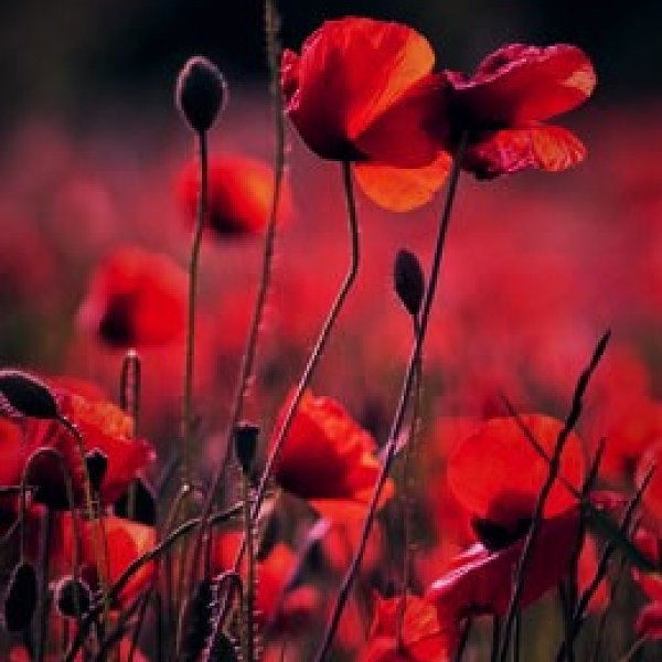 罌粟花 行樂人the Yolo Streetvoice 街聲 最潮音樂社群