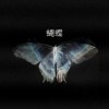 蝴蝶 Butterfly