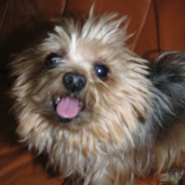 Happyppy