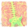 腰椎狂骚曲