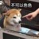 乒乓