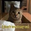 I don't trust my cat. Demo