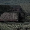 The Children Forgotten In The Winds