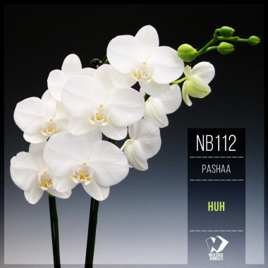 Pashaa - 77